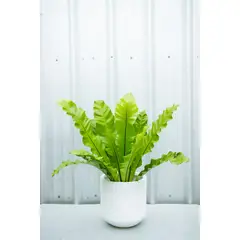 KENAZ - Helecho Asplenium planta natural