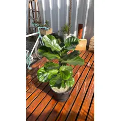 KENAZ - Ficus Lyrata planta natural