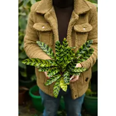 KENAZ - Calathea Lancifolia Insignis