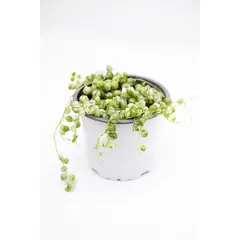 KENAZ - Rosario planta natural