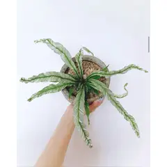 KENAZ - Helecho Asplenium Variegado