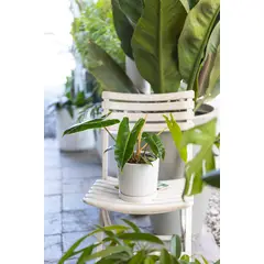 KENAZ - Filodendro Billietiae