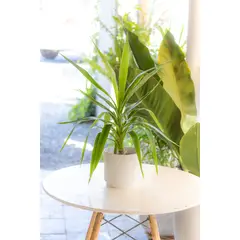 KENAZ - Yuca de Exterior planta natural