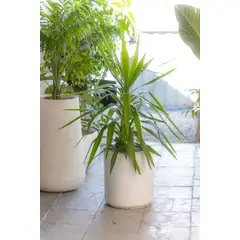 KENAZ - Yuca de Exterior planta natural