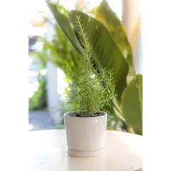 KENAZ - Romero planta natural