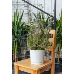 KENAZ - Romero planta natural