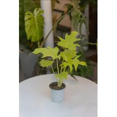 GENERICO - Filodendro Warscewiczii