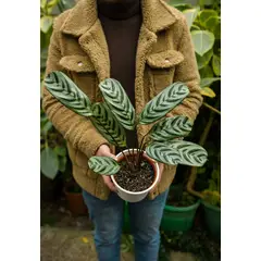 KENAZ - Calathea Setosa planta natural