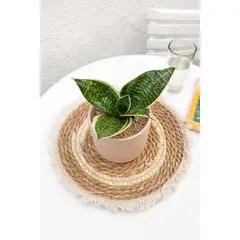 GENERICO - Sansevieria Enana planta natural