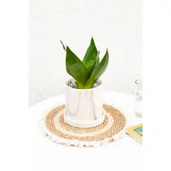 KENAZ - Sansevieria Enana planta natural
