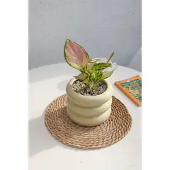 KENAZ - Aglaonema Lady Valentine