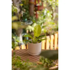 KENAZ - Filodendro Imperial Golden