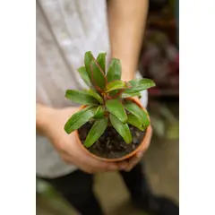 GENERICO - Dracena Cordyline Fruticosa