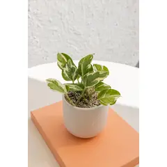 GENERICO - Pothus Njoy planta natural