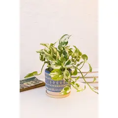 KENAZ - Pothus N joy planta natural