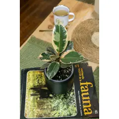 GENERICO - Ficus Pink Tineke Gomero