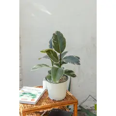 GENERICO - Ficus Pink Tineke Gomero