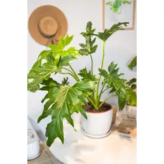 GENERICO - Filodendro Paraguayo