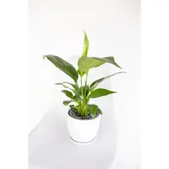 KENAZ - Spatifilium o cuna de moises