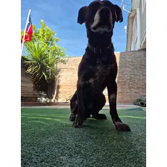 GENERICO - Pasto sintetico 10mm Premium 5mts x 2mts 10m2