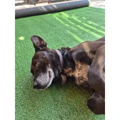 GENERICO - Pasto sintetico 7mm 5mts x 2mts 10m2