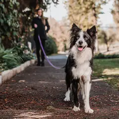 PETLOUNGE - Correa Paseo Para Perros Power Trail 3m Hasta 50kg - Lila