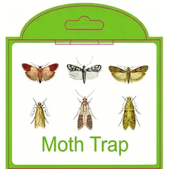 MOONCORE - Trampas Adhesivas para Polillas de Despensa, Pack de 12 Unidades