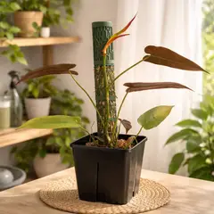 GENERICO - Tutor Planta 45 Cm Con Autoriego + 6 clip sujecion + 4 soporte tallos + Bolsa 5 L Mix