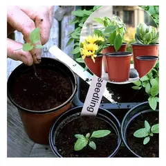 GENERICO - 80 Maceteros De Plástico Para Vivero 14x13 Terracota