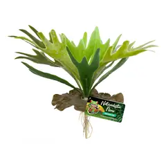 ZOOMED - PLANTA HELECHO CUERNO DE CIERVO PARA TERRARIOS
