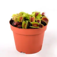 Timlog - Carnívora Dionaea Pote 09 Planta Natural