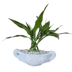 Timlog - Dracena Mini Cerca Planta Natural