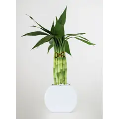 Timlog - Dracena Lua Planta Natural