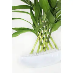 Timlog - Dracena Arca Sortida Planta Natural