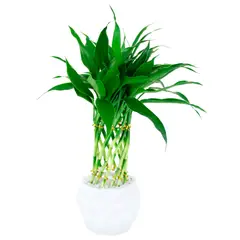 Timlog - Dracena Espiral Planta Natural