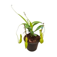 Timlog - Carnívora Nepenthes Pote 15 Planta Natural
