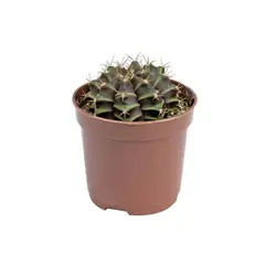 Timlog - Cacto Gymnocalycium Mihanovichii Pote 06 Planta Natural