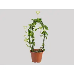 Timlog - Ceropegia Sandersonii Pote 15 Planta Natural