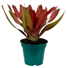 Timlog - Neoregelia Pote 14 Sortida Planta Natural