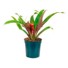 Timlog - Bromélia Sortida Pote 09 Planta Natural