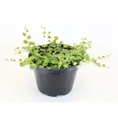 Timlog - Peperômia Prostata Pote 11 Planta Natural