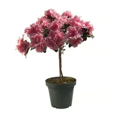 Timlog - Azaleia Rhododendron Árvore Pote 20 Planta Natural