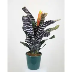Timlog - Aechmea Chantini Black Pote 17 Planta Natural