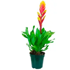 Timlog - Bromelia Vriesia Pote 12 Sortida Planta Natural