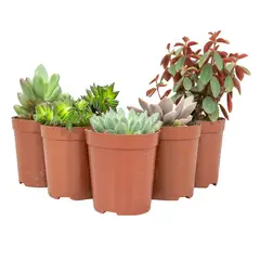 Timlog - Suculentas Sortidas Especiais Pote 09 Planta Natural