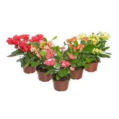 Timlog - Euphorbia Milii Miliana Pote 11 Sortida Planta Natural