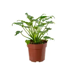 Timlog - Philodendron Xanadu Pote 17 Planta Natural