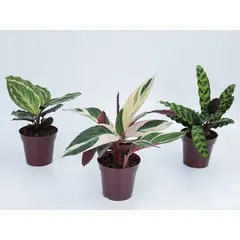 Timlog - Maranta Calathea Pote 06 Sortida Planta Natural