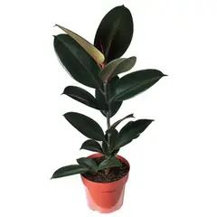Timlog - Ficus Elástica Burgundy Pote 17 Planta Natural