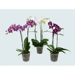 Timlog - Orquídea Phalaenopsis Multiflora 2 Hastes Pote 12 Planta Natural